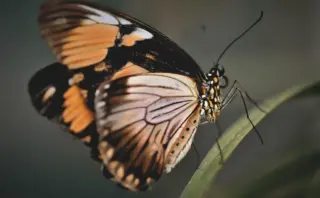 11 regler for balanceret skærmtid som par