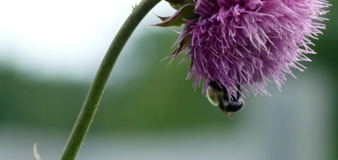 Bumble-prompts: Skriv svar, der matcher dine værdier