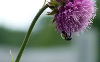 Bumble-prompts: Skriv svar, der matcher dine værdier