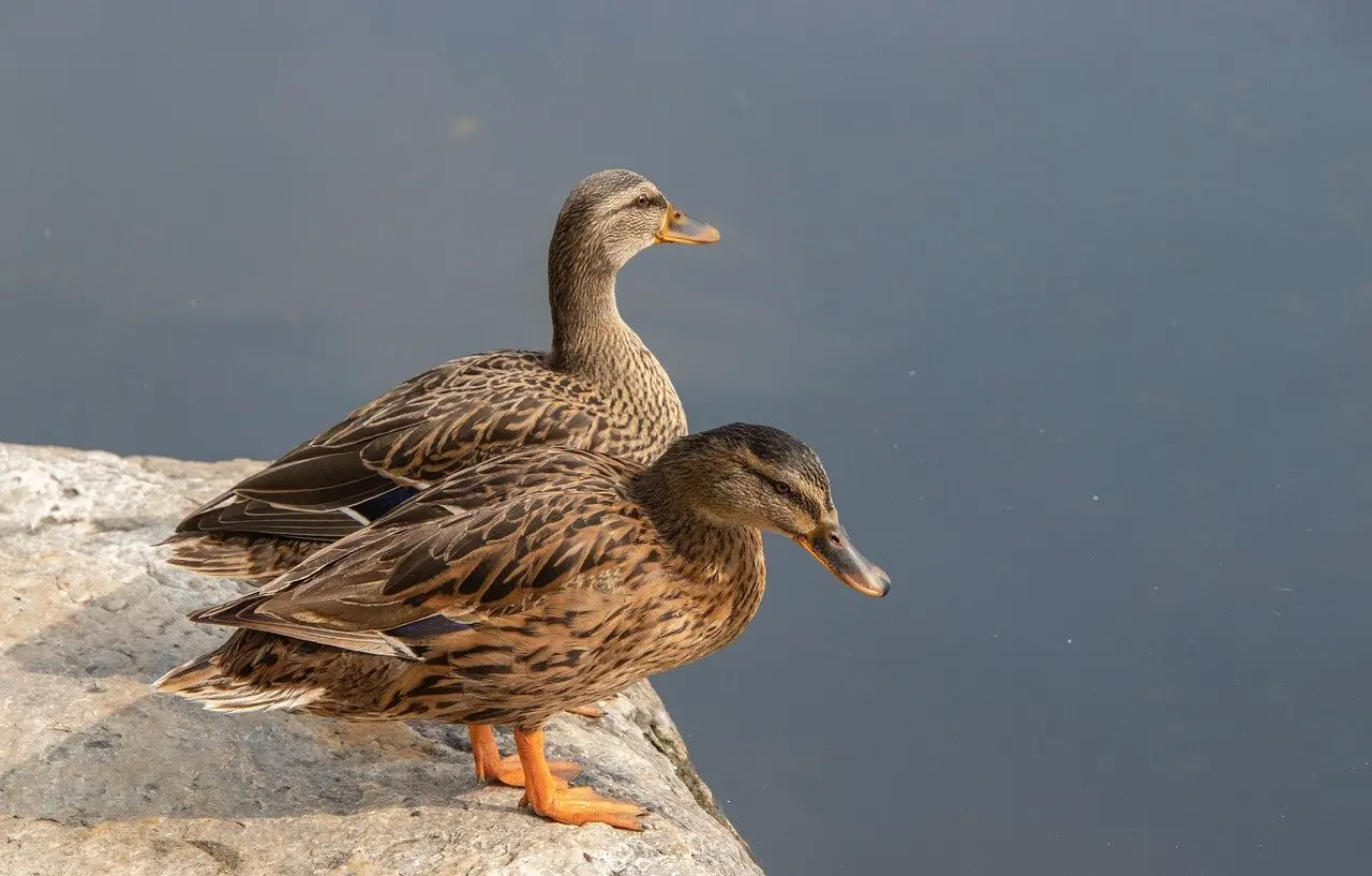 Dobbeltpenetration med legetøj: sådan gør I
