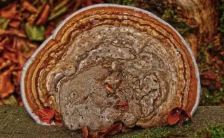 Guide: Sådan opsætter du kamera og lyd til en videodate