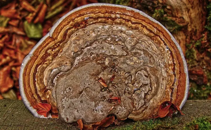 Hvad betyder 2 flueben på Tinder? Afsløret: Hvad det virkelig siger om din match