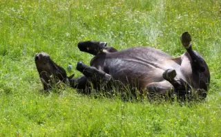 Dobbeltpenetration med legetøj: sådan gør I