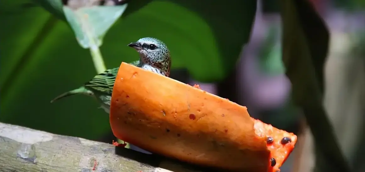 Hvad er en wingman? Hemmelighederne bag den perfekte sociale støtte