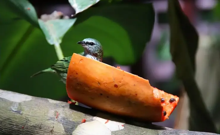 Hvad er en wingman? Hemmelighederne bag den perfekte sociale støtte