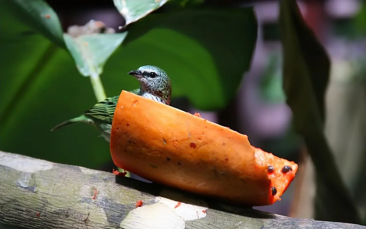 Hvad er en wingman? Hemmelighederne bag den perfekte sociale støtte
