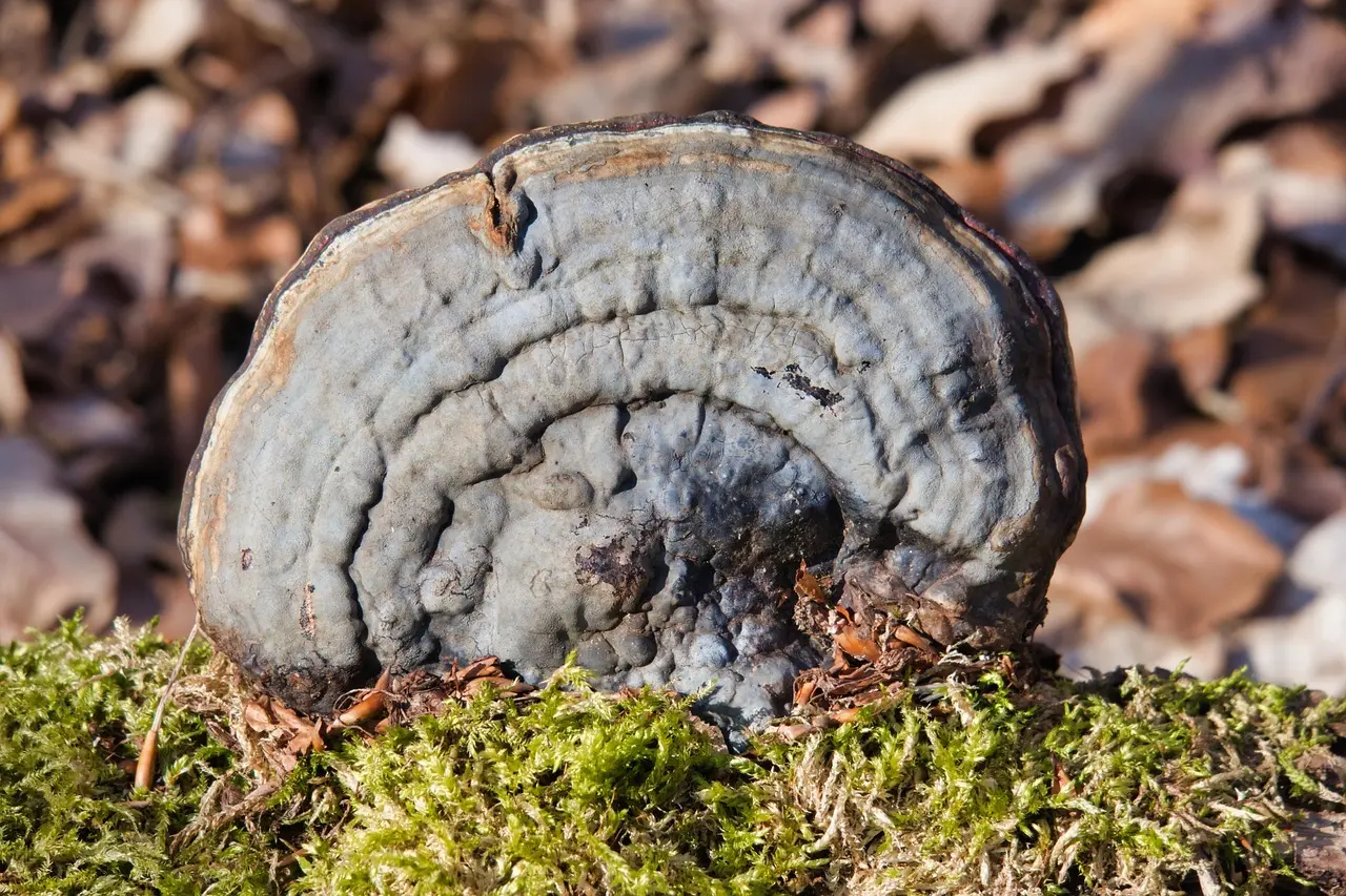 Hvad er Tinder? En ærlig guide til swipes, matches og moderne dating