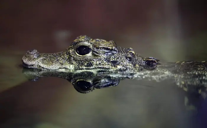 Hvad hedder 55 års bryllupsdag? Opdag navnet, traditionerne og de bedste gaveidéer