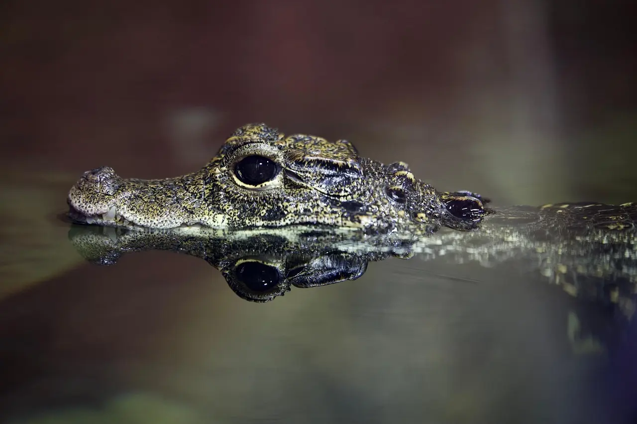 Hvad hedder 55 års bryllupsdag? Opdag navnet, traditionerne og de bedste gaveidéer