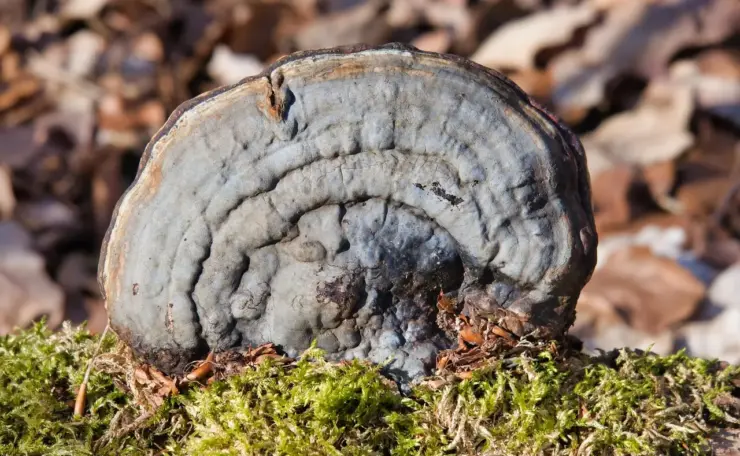 Hvad koster Tinder? - Alt om priser, abonnementer og tips til at spare