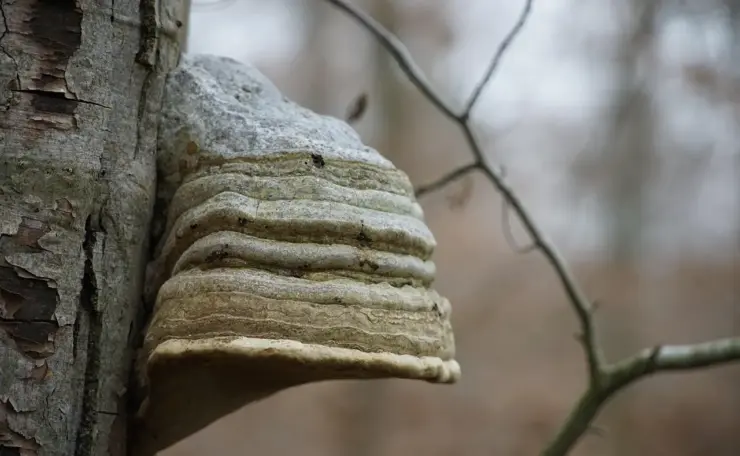 Hvad koster Tinder Gold? Guide til priser, tricks og om det er pengene værd