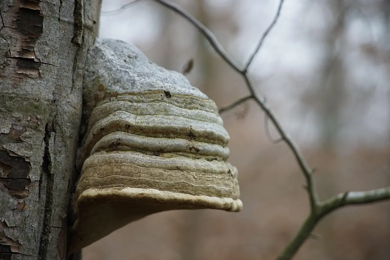 Hvad koster Tinder Gold? Guide til priser, tricks og om det er pengene værd