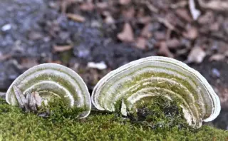 Hvad betyder jomfru stjernetegn? Afslør hemmelighederne om perfektion, kærlighed og karriere