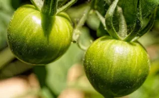 Hvor sikkert er kondom? Sandheden om beskyttelse, fejl og myter