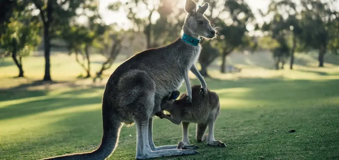 Hvor stor er Australien i forhold til Europa? Se de overraskende tal og kort, der ændrer dit perspektiv