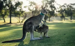 Hvor sikkert er kondom? Sandheden om beskyttelse, fejl og myter