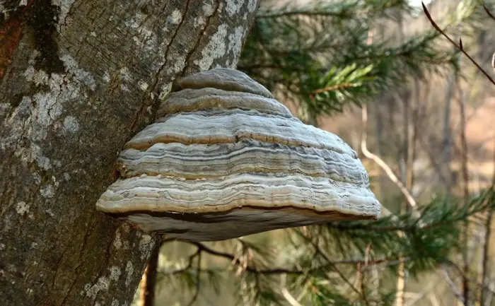 Hvordan fungerer Tinder? Insider-tricks: Sådan får du flere matches og bedre samtaler