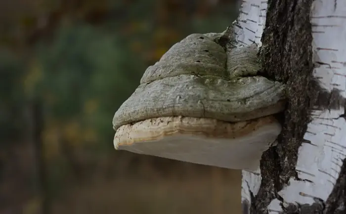 Hvordan starter man en samtale på Tinder? 9 åbninger der faktisk virker