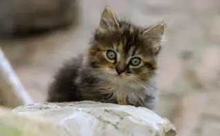 Sådan går du trygt fra chat til første møde