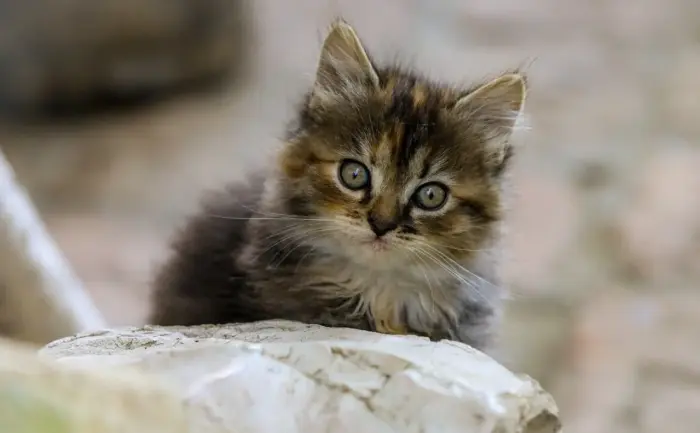 Medvirkende i Sinister