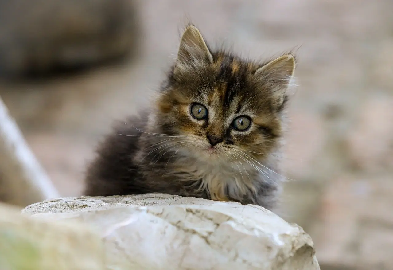 Medvirkende i Sinister