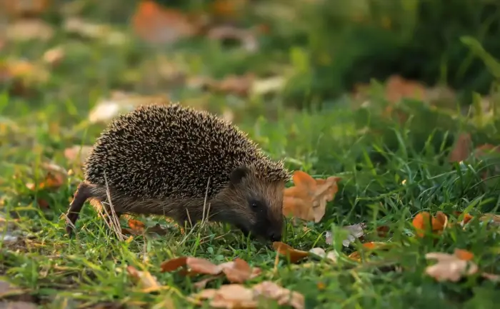 Medvirkende i Sonic The Hedgehog