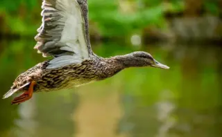 Hvornår på dagen giver dine swipes flest seriøse matches?