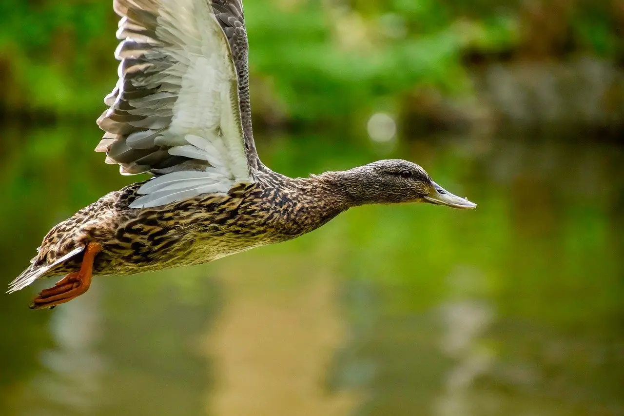 Ordlister til Bagatel i krydsord