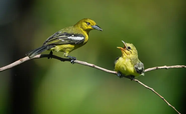 Parforholdet efter barsel: Sådan genstarter I hverdagen sammen