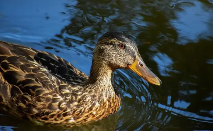 Rigid: løsning til dit krydsord