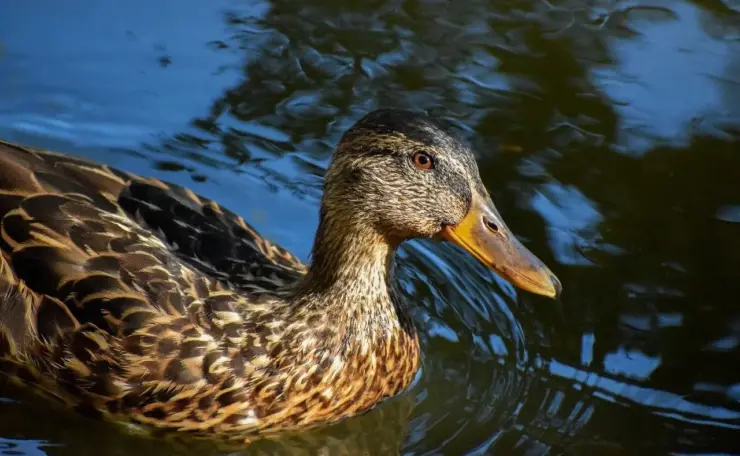 Rigid: løsning til dit krydsord