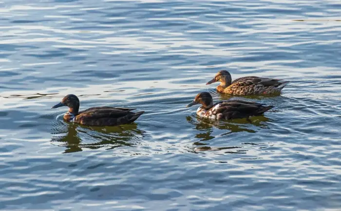 Rim Krydsord Løsning