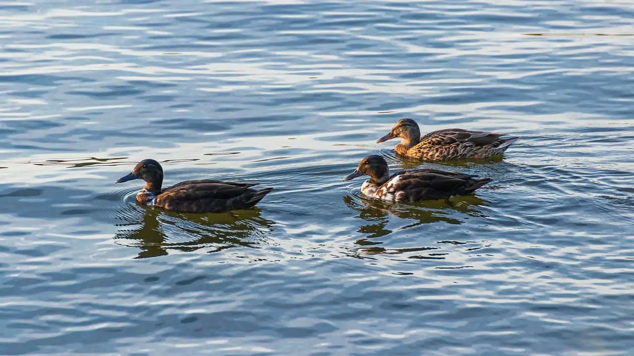 Rim Krydsord Løsning