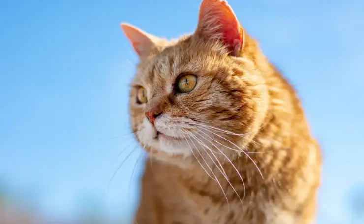 Sådan spotter du catfishing på datingapps som mand